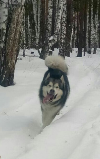 Photo №2 de l'annonce № 6945 de la vente malamute de l'alaska - acheter à Fédération de Russie éleveur