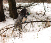 Photo №4. Je vais vendre chien d'arrêt allemand à poil dur en ville de Reszel. éleveur - prix - 1000€