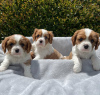 Photo №2 de l'annonce № 44528 de la vente cavalier king charles spaniel - acheter à Allemagne annonce privée