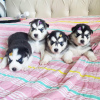 Photo №1. malamute de l'alaska - à vendre en ville de Londres | 300€ | Annonce №123508