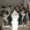 Photos supplémentaires: Chatons Maine Coon disponibles à la vente