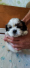 Photo №4. Je vais vendre shih tzu en ville de Krivoy Rog.  - prix - 218€