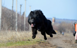 Photos supplémentaires: Chiots berger allemand, fille et garçon, avec documents, stigmatisation, vidéo,