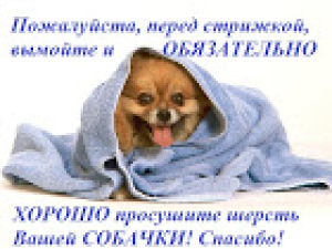 Photo №3. Toilettage de chiens de taille moyenne à la maison en Fédération de Russie