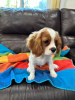 Photo №1. cavalier king charles spaniel - à vendre en ville de Londres | 250€ | Annonce №107360