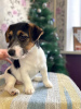 Photo №2 de l'annonce № 8243 de la vente chien bâtard - acheter à Fédération de Russie éleveur