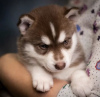 Photo №1. husky de sibérie - à vendre en ville de Hamilton | 400€ | Annonce №99743