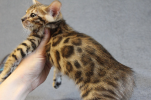 Photo №3. Elevage "Cleo Bengal" est heureux d'offrir de superbes chatons du. Pologne