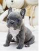 Photo №1. bouledogue - à vendre en ville de Düsseldorf | négocié | Annonce №64569