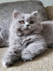 Photo №1. british longhair - à vendre en ville de Штутгарт | 300€ | Annonce № 109690