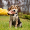 Photo №2 de l'annonce № 81237 de la vente chien bâtard - acheter à Fédération de Russie de la fourrière