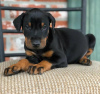 Photo №1. dobermann - à vendre en ville de Zürich | négocié | Annonce №117264