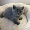 Photo №1. british shorthair - à vendre en ville de Helsinki | 400€ | Annonce № 123178