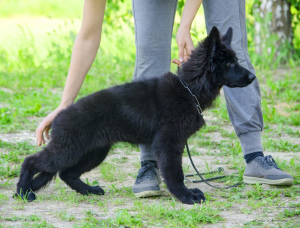 Photo №1. berger allemand - à vendre en ville de Samara | Gratuit | Annonce №2644