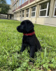 Photo №1. labrador retriever - à vendre en ville de Santa Cruz de la Sierra | négocié | Annonce №118927