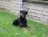 Photos supplémentaires: Chiots Dobermann à vendre