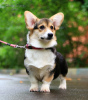 Photo №1. welsh corgi - à vendre en ville de Москва | 1061€ | Annonce №24726