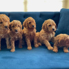 Photo №2 de l'annonce № 123836 de la vente labradoodle - acheter à La finlande annonce privée, éleveur