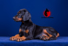 Photo №1. dobermann - à vendre en ville de Krasnodar | 1200€ | Annonce №13133