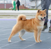 Photos supplémentaires: Chiots Shiba Inu