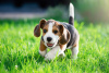 Photo №4. Je vais vendre beagle en ville de Quickborn. annonce privée - prix - 400€