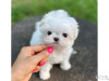 Photo №1. bichon maltais - à vendre en ville de Антверпен | 350€ | Annonce №116947