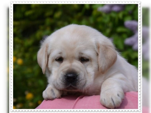 Photo №3. Nous avons de beaux chiots Labrador de meilleure descente dans les couleurs. Allemagne