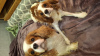 Photos supplémentaires: Chiots Cavalier King Charles Spaniel.
