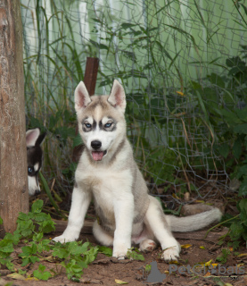 Photo №2 de l'annonce № 7312 de la vente husky de sibérie - acheter à Fédération de Russie de la fourrière