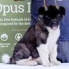 Photos supplémentaires: Chiots Akita américains