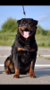 Photos supplémentaires: Chiots Rottweiler à vendre