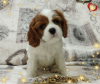 Photo №1. cavalier king charles spaniel - à vendre en ville de Minsk | négocié | Annonce №69707