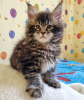 Photo №2 de l'annonce № 104300 de la vente maine coon - acheter à USA annonce privée