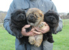 Photo №1. chow-chow - à vendre en ville de Belgrade | négocié | Annonce №126079