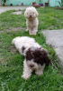 Photo №3. Chiots Lagotto Romagnolo. Serbie