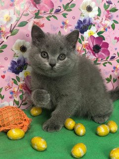 Photo №2 de l'annonce № 6327 de la vente british shorthair - acheter à Fédération de Russie annonce privée, de la fourrière, éleveur