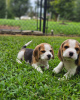 Photo №1. beagle - à vendre en ville de Гамбург | 376€ | Annonce №127632