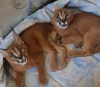 Photo №1. caracal - à vendre en ville de Chicago | négocié | Annonce № 99612