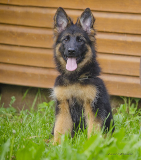 Photo №4. Je vais vendre berger allemand en ville de Samara. de la fourrière, éleveur - prix - Gratuit