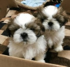 Photo №3. Adorables chiots Shih Tzu à adopter gratuitement. Allemagne