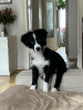 Photo №3. Chiot border collie, pur-sang. Allemagne