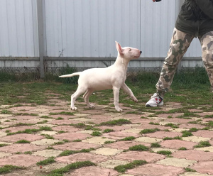 Photos supplémentaires: Chiots de bull terrier standard de chenil monobre 