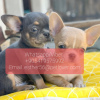 Photo №1. chihuahua - à vendre en ville de Engels | Gratuit | Annonce №107022