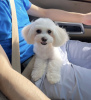 Photo №1. bichon maltais - à vendre en ville de Dubai | négocié | Annonce №52172