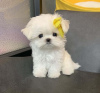 Photo №1. bichon maltais - à vendre en ville de Oslo | négocié | Annonce №117436