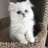 Photo №3. chatons persans a vendre. Australie