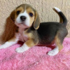 Photo №1. beagle - à vendre en ville de Амстердам | négocié | Annonce №31990