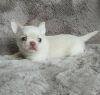 Photo №1. chihuahua - à vendre en ville de Tallinn | négocié | Annonce №124960