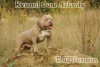 Photo №1. american bully - à vendre en ville de Krasnodar | 616€ | Annonce №44290