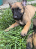 Photo №3. Chiots Berger Belge Malinois. Serbie